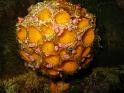 Eponge balle de golf - Cinachryra sp